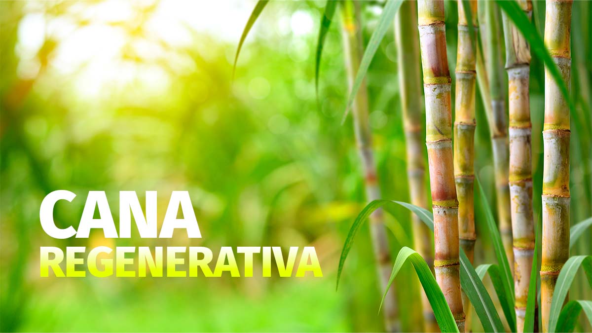 Benefícios da cana regenerativa